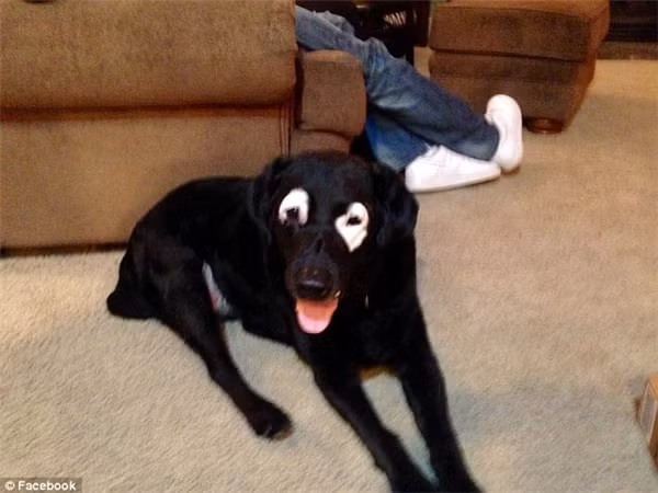 Chú chó thành ngôi sao ở khu phố sau khi mắc bệnh bạch biến