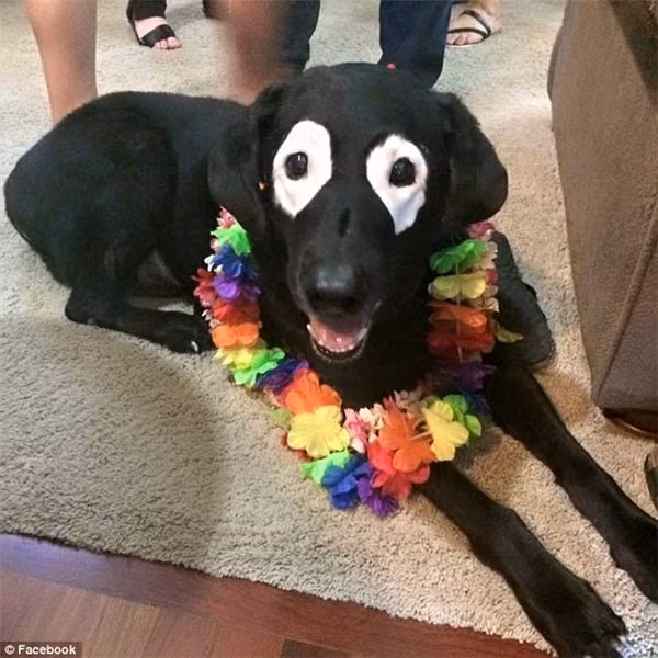 Chú chó thành ngôi sao ở khu phố sau khi mắc bệnh bạch biến