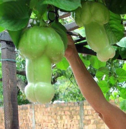 Những loại củ quả khiến người nhìn phát ngượng vì hình dáng "siêu nhạy cảm"