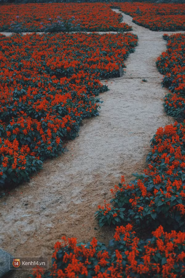 Những ngày này, đây chính là 3 địa điểm chụp hình được ưa thích nhất ở Hà Nội! - Ảnh 11.