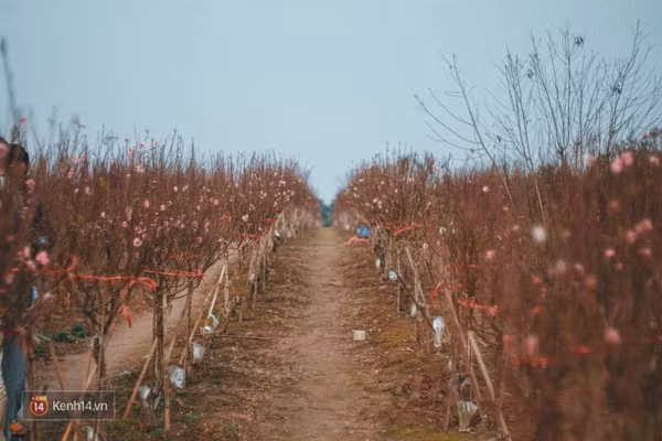 3 địa điểm chụp hình Tết hot nhất ở Hà Nội!