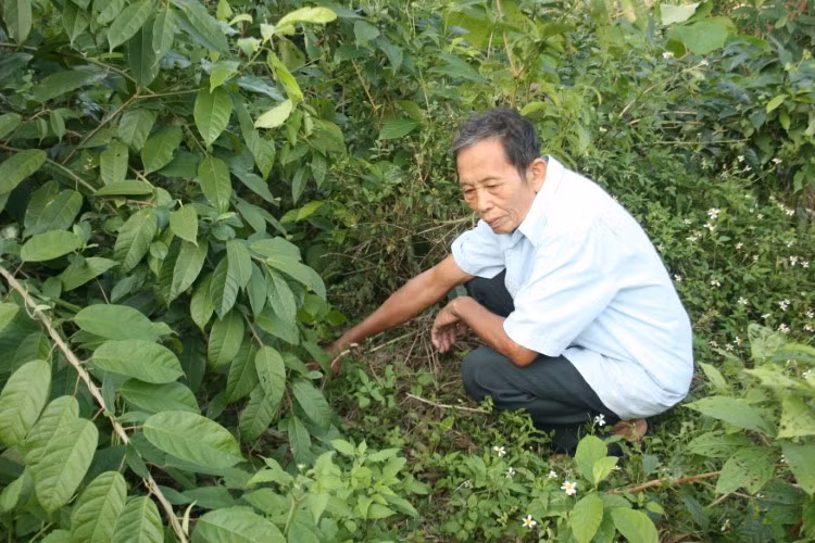 Ông Hoàng Minh Luyên chỉ vào hố bom mà trước đây tự tay ông chôn xuống.