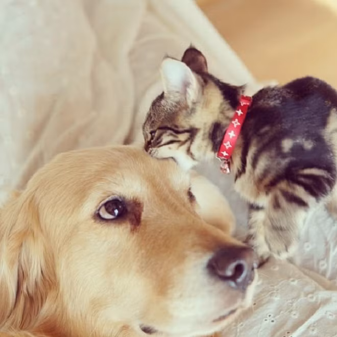 Nè, tui không phải là miếng thịt đâu nghen.