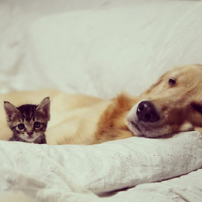 Cô mèo ơi, tui buồn ngủ lắm rồi .