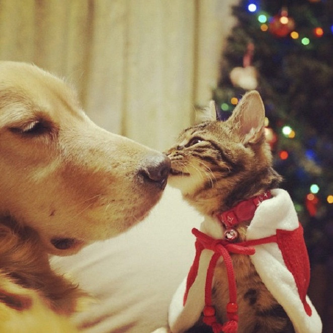 Được tui hôn là may mắn cả năm đấy nhé!.