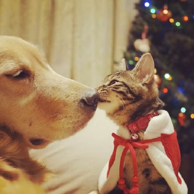 Được tui hôn là may mắn cả năm đấy nhé!.