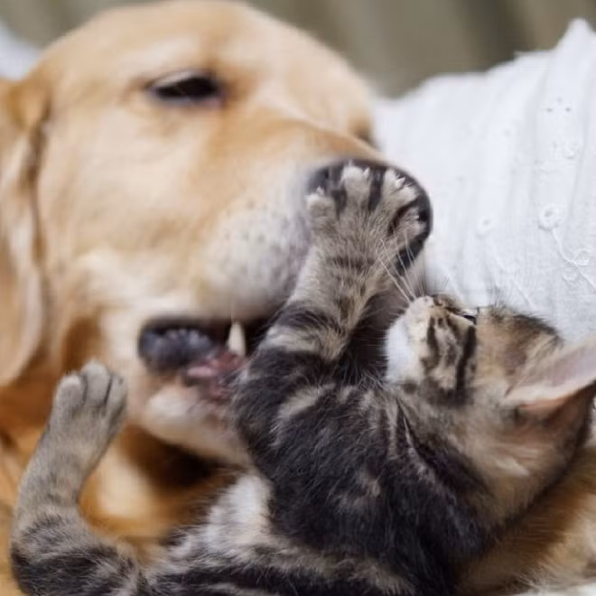 Định giơ móng vuốt ra với tôi à, không dễ đâu nghen!