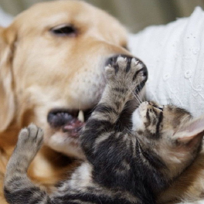 Định giơ móng vuốt ra với tôi à, không dễ đâu nghen!