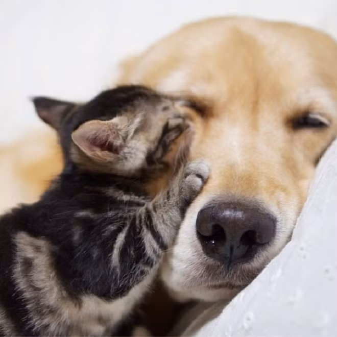 Nhột tôi quá chị mèo ơi