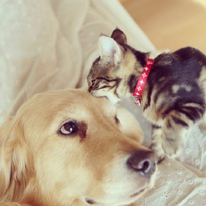 Nè, tui không phải là miếng thịt đâu nghen.