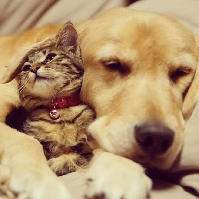 Tui là tui thích nhất cái tai của anh đấy.