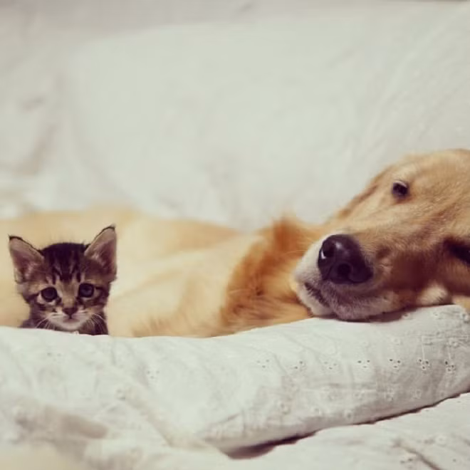 Cô mèo ơi, tui buồn ngủ lắm rồi .