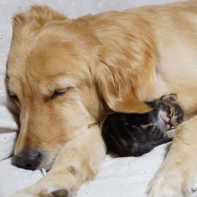 Hạnh phúc là khi được ở bên nhau và ... ngủ khì