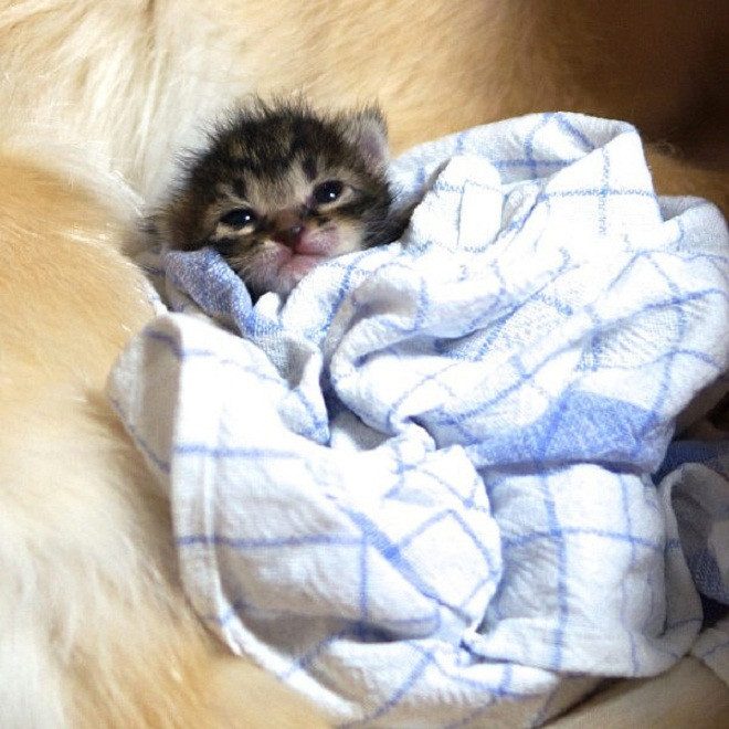 Chăn đã ấm, lại còn có cái "nệm" êm thế này, lo gì mất ngủ.