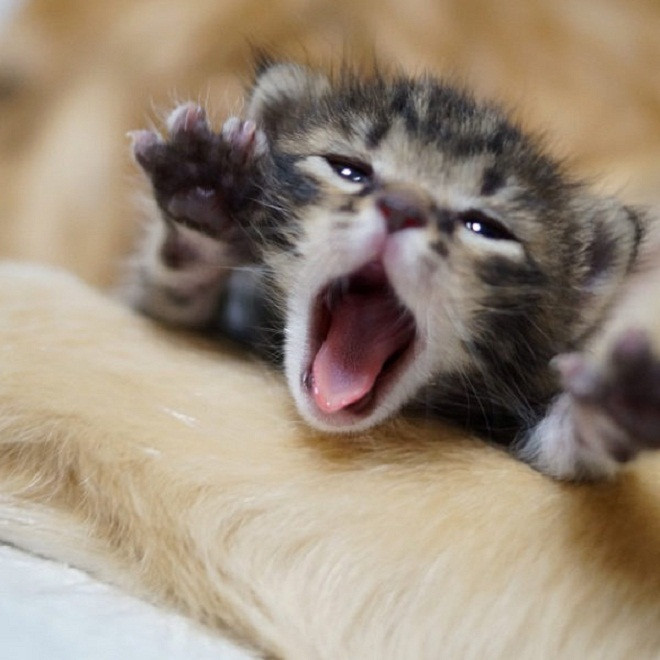 Oáp! Ngủ thôi anh chó ơi