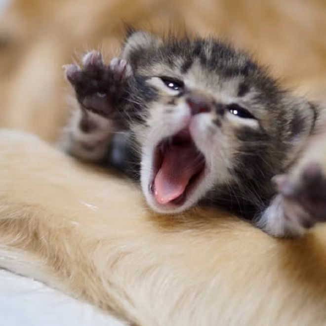 Oáp! Ngủ thôi anh chó ơi