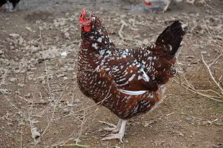 10 loai ga de trung nhieu nhat the gioi - Anh 7