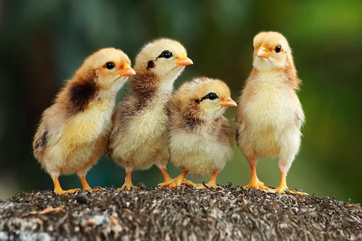 Chùm ảnh đẹp về những chú gà con