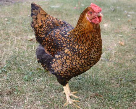 10 loai ga de trung nhieu nhat the gioi - Anh 8