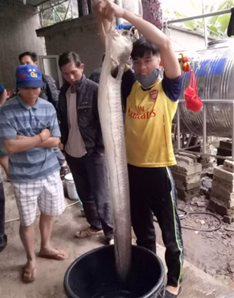 Ca lech 17kg duoc xe thit ban thuc pham Tet - Anh 1