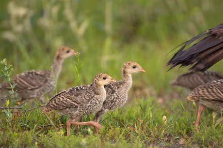 Chum anh dep ve nhung chu ga con - Anh 13