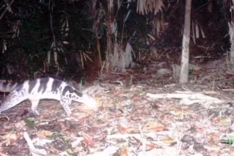 Phat hien hai giong cay quy hiem dang bi de doa toan cau - Anh 1