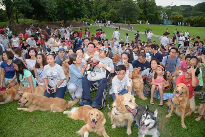 100 chú chó vàng cho ước nguyện của cậu bé ung thư não