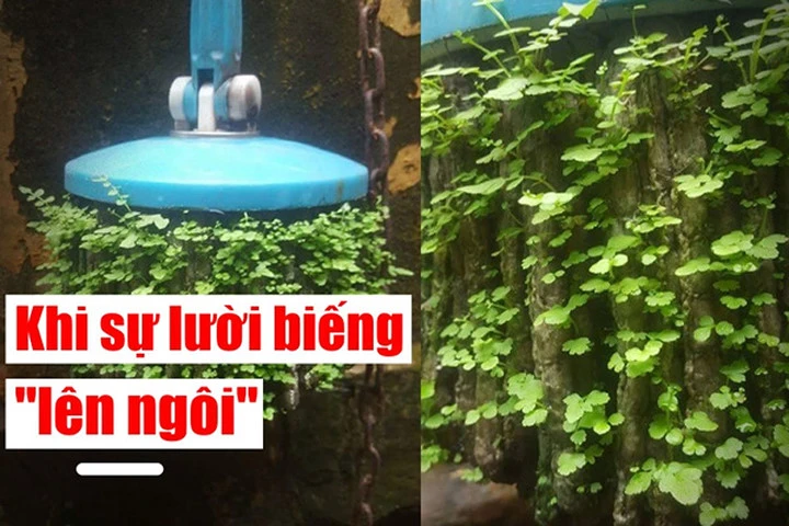 Khi lười biếng lên "đỉnh vinh quang", chổi lau nhà cũng mọc được cây