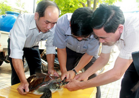 Chi tiền mua rùa phóng sinh, bắt được rùa quý cũng phóng sinh - Ảnh 4 Chi tien mua rua phong sinh, bat duoc rua quy cung phong sinh - Anh 4
