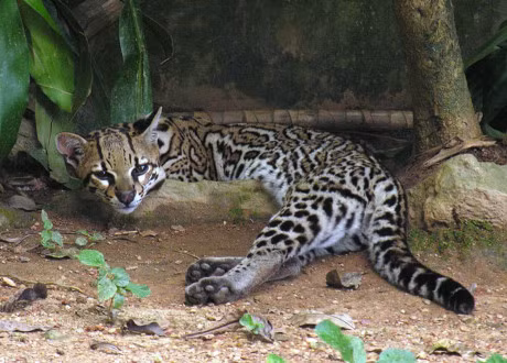 Ngam loai meo co be ngoai giong het bao - Anh 9