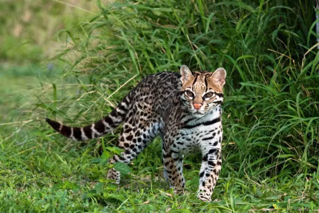 Ngam loai meo co be ngoai giong het bao - Anh 12