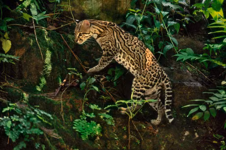 Ngam loai meo co be ngoai giong het bao - Anh 13