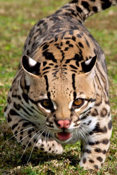 Ngam loai meo co be ngoai giong het bao - Anh 8