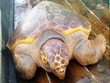 Chi tiền mua rùa phóng sinh, bắt được rùa quý cũng phóng sinh - Ảnh 2 Chi tien mua rua phong sinh, bat duoc rua quy cung phong sinh - Anh 2