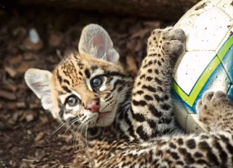 Ngam loai meo co be ngoai giong het bao - Anh 11