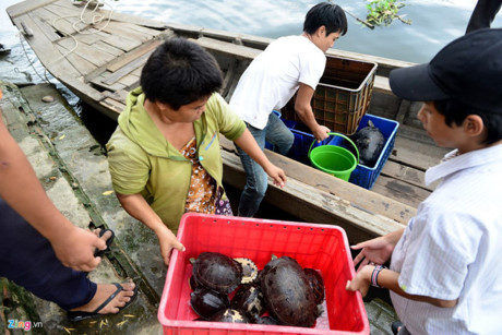 Chi tiền mua rùa phóng sinh, bắt được rùa quý cũng phóng sinh - Ảnh 8 Chi tien mua rua phong sinh, bat duoc rua quy cung phong sinh - Anh 8