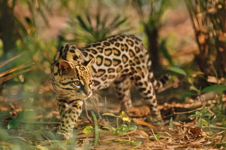 Ngam loai meo co be ngoai giong het bao - Anh 16