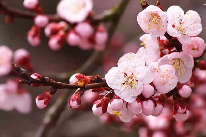 Làm đẹp từ hoa đào, hoa cúc ngày xuân