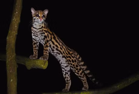 Ngam loai meo co be ngoai giong het bao - Anh 14