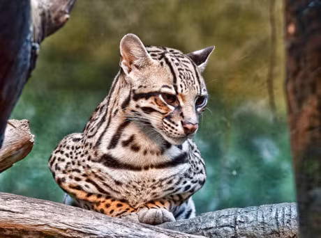 Ngam loai meo co be ngoai giong het bao - Anh 7