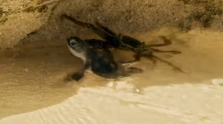 Bi cua mai phuc, rua con thoat chet than ky - Anh 1