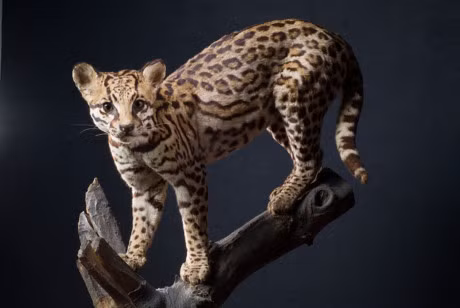 Ngam loai meo co be ngoai giong het bao - Anh 2