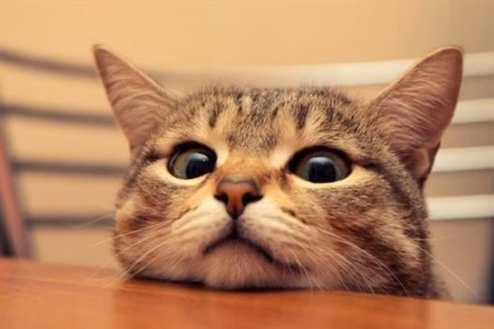 14 khoảnh khắc lên đồng của những chú mèo đang âm mưu thống trị thế giới