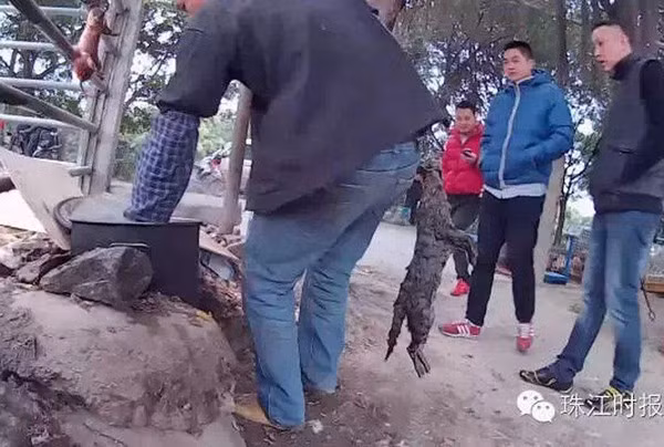 Trung Quốc: Rợn người cảnh giết chó mèo