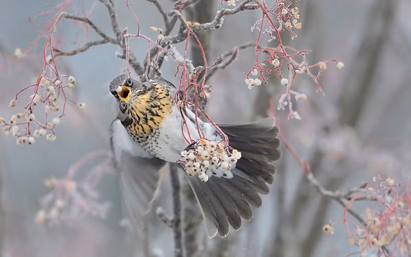 Anh dong vat dep tuyet my trong tu nhien-Hinh-10