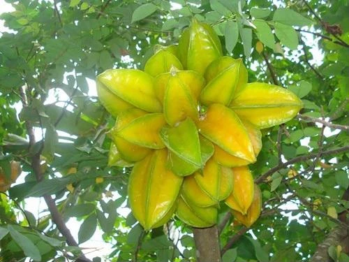 Xay nhuyễn khế chua trộn với nước dừa theo cách này để uống, tóc bạc trắng đầu cũng đen nhánh, lại óng mượt, mọc dày gấp 3 lần