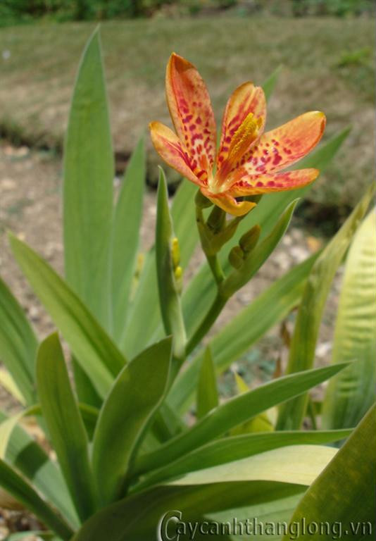 8 loại cây cỏ trong vườn nhà trị viêm họng ảnh 3 8 loại cây cỏ trong vườn nhà trị viêm họng ảnh 3