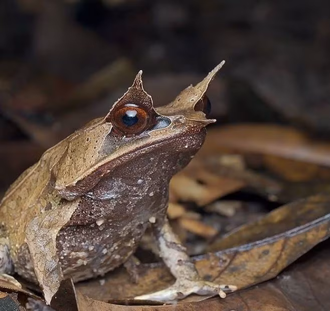 Bậc thầy ngụy trang đáng chú ý nhất trong thế giới tự nhiên ảnh 3
