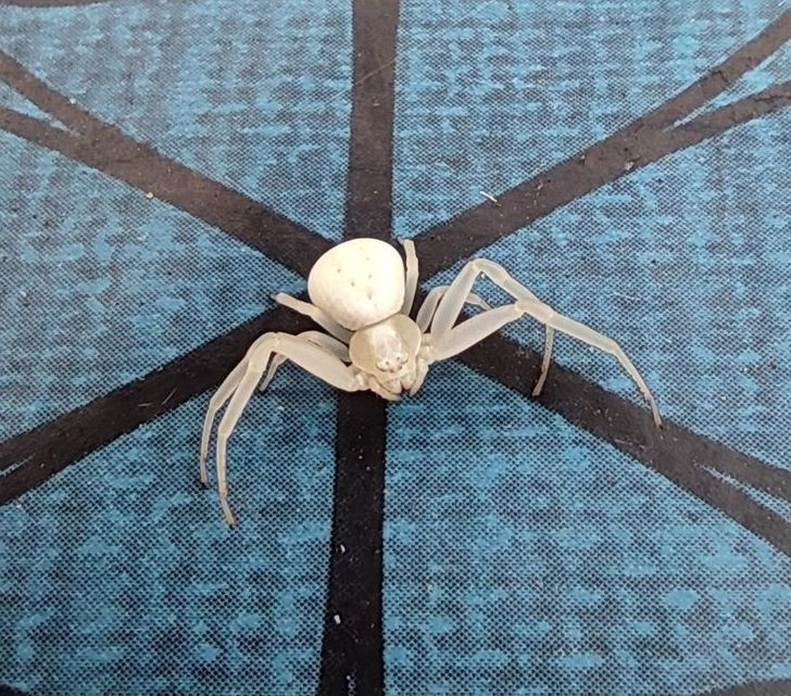 “Bạn đã bao giờ nhìn thấy một con nhện bạch tạng chưa?