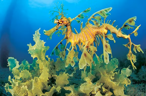 Xôn xao những sinh vật giống rồng - Ảnh 7